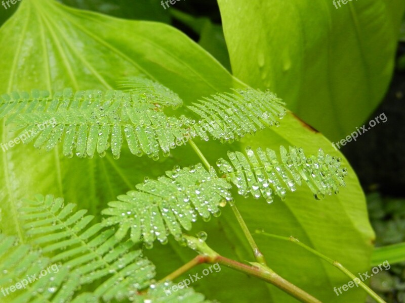 Polypody Fern Foliage Leaf A Drop Of