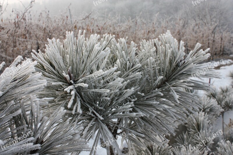 Hard Rime Winter Snow Earl Name In The Cold