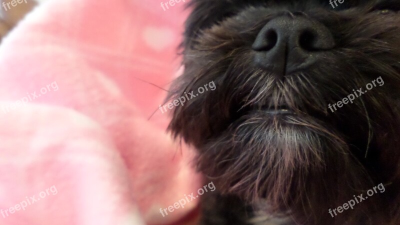 Dog Nose Cute Dog Dog Pet Cute