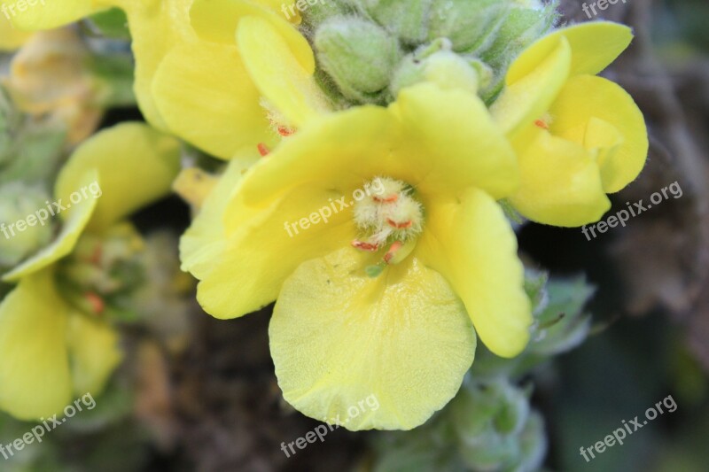 Mullein Blossom Bloom Yellow Flower