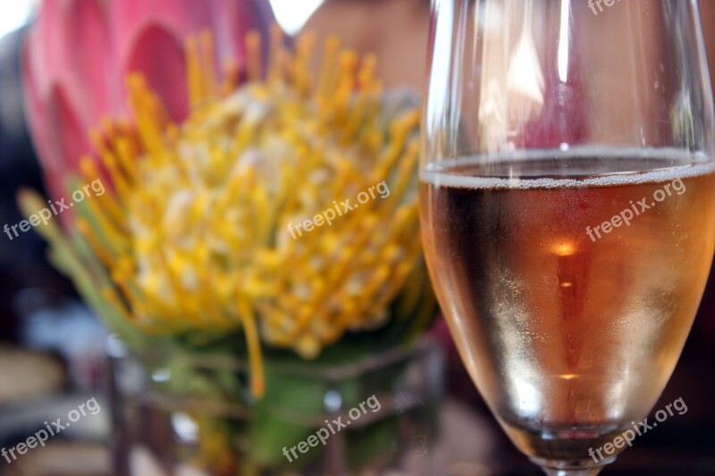 Flower South Africa Protea Champagne Africa