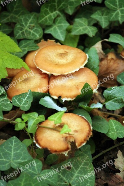 Mushroom Undergrowth Amber Free Photos