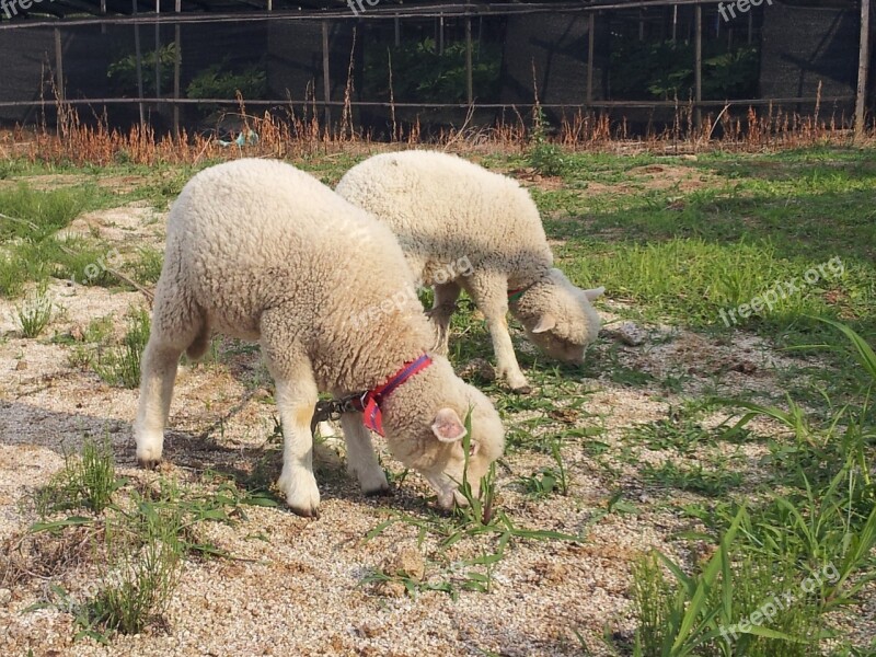 Yang Nature Farm Animal Amount Of Year