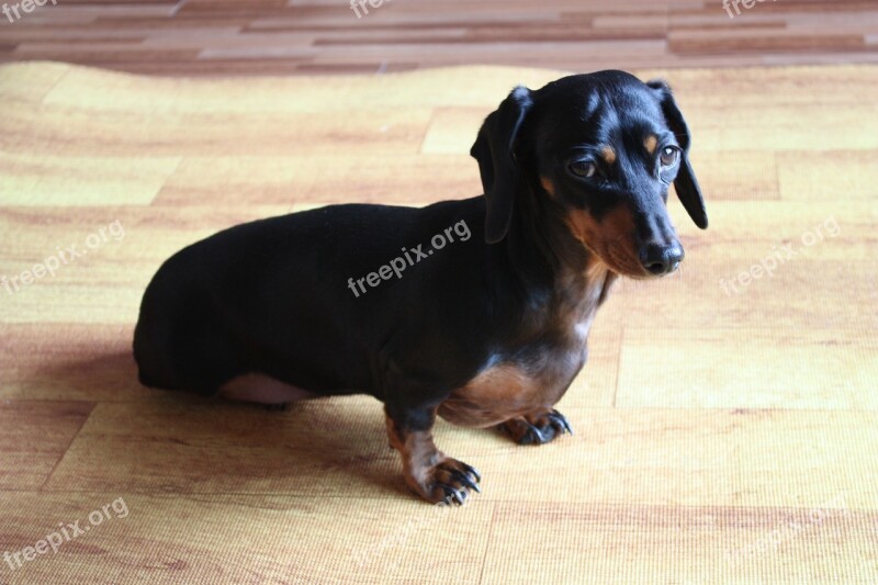 Puppy Dachshund Pet Dogs Black Dog Training