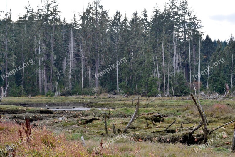 Lillywaup Estuary Hood Canal Free Photos