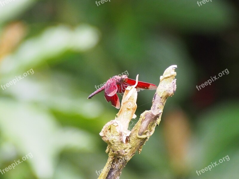 Dragonfly Red Rest Taipei Free Photos