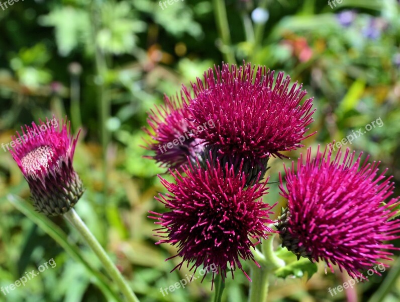 Thistle Flowers Crimson Nature Plant