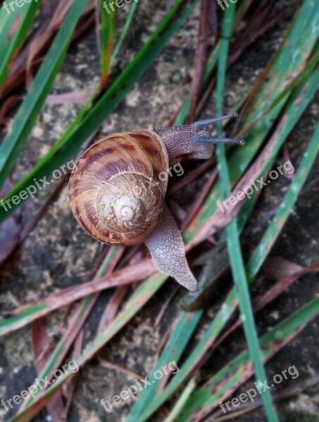 Nature Snails Environmental Peace Free Photos