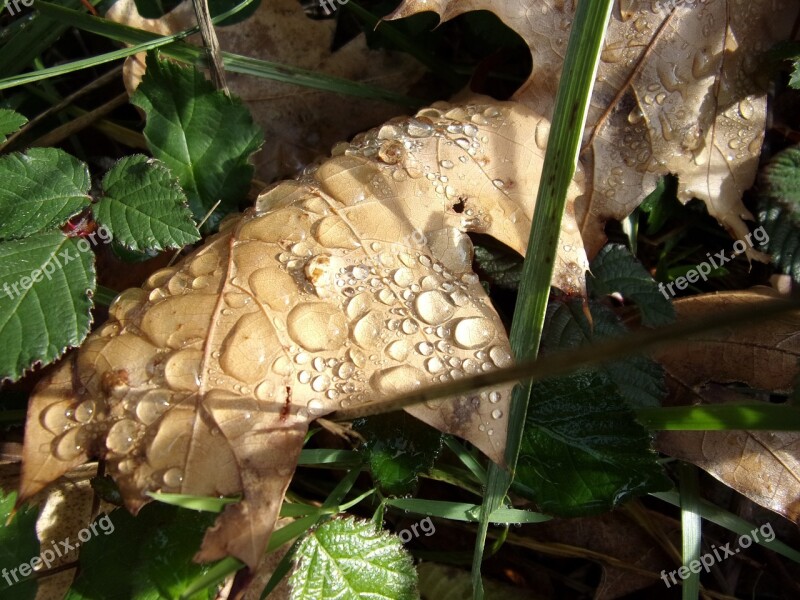 Rain Water Drop Of Water Dew Drop Leaf