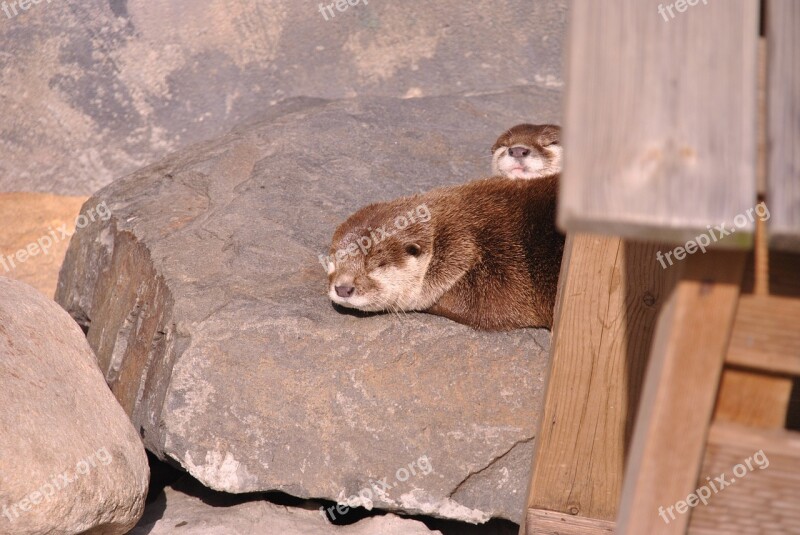 Sleeping Otter Zoo Animal Free Photos