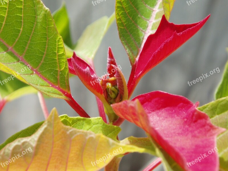 Poinsettia Red Leaf Nature Plants