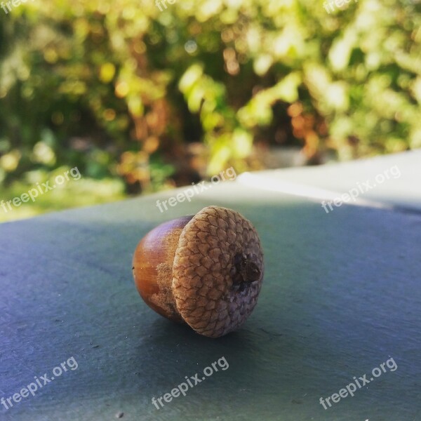 Acorn Closeup Nature Autumn Oak