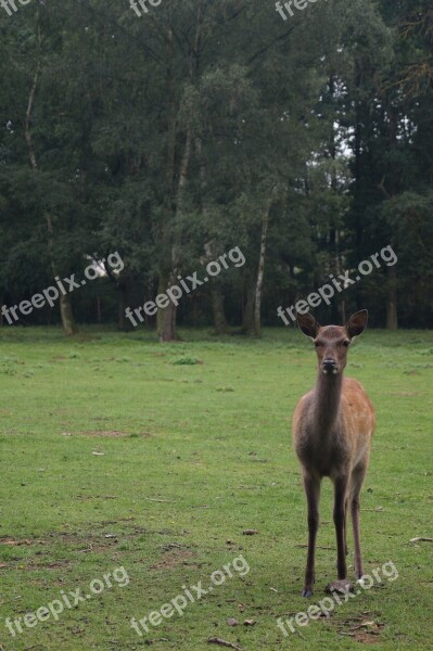 Roe Deer Fallow Deer Red Deer Wildlife Park Forest