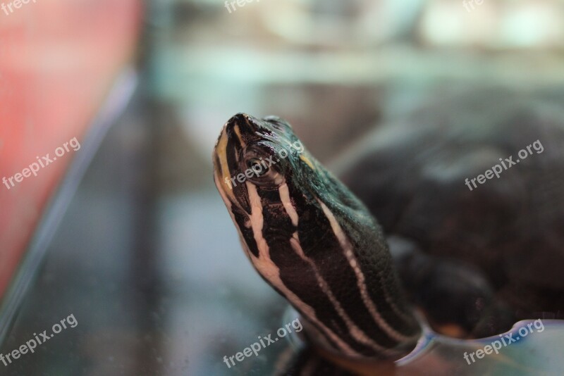 Turtle Water Turtle Reptile Aquarium Head