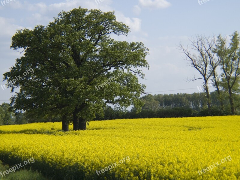 Tree Oilseed Rape Field Landscape Nature