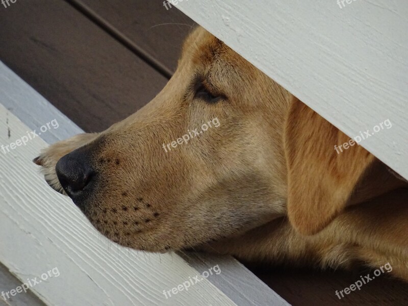 Dog Canine Old Dog Thinking Thoughtful