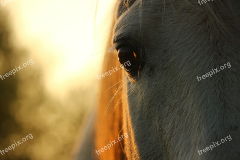 Horse Mold Thoroughbred Arabian Horse Eye Autumn