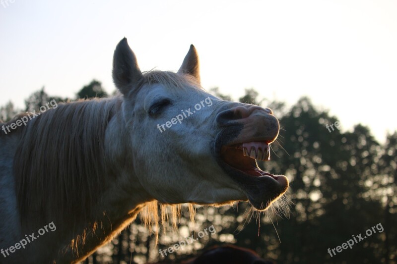 Horse Stallion Yawn Evening Light Autumn