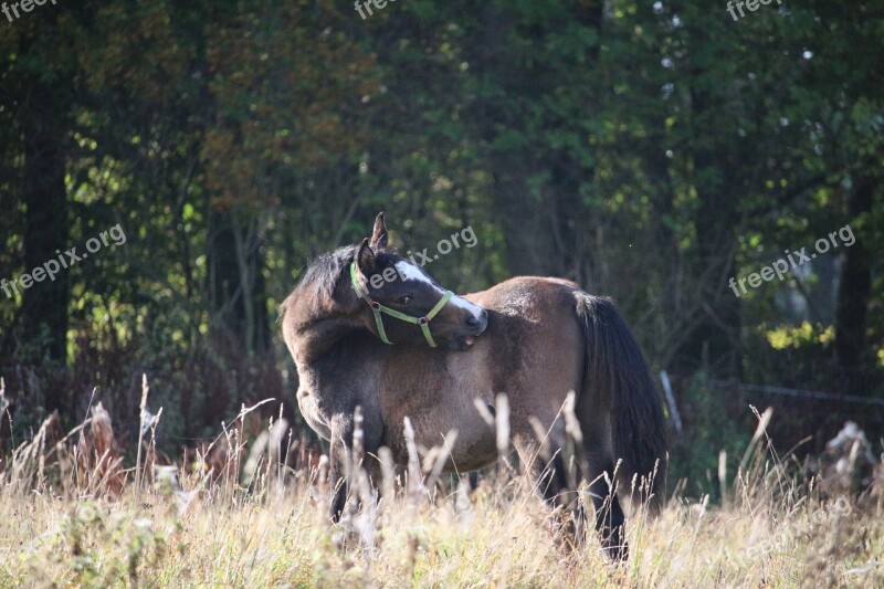 Horse Autumn Foal Pasture Thoroughbred Arabian