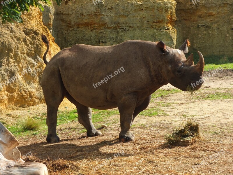 Rhinoceros Black Rhinoceros Africa Free Photos