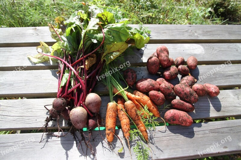 Vegetable Carrot Vegetables Potato Beetroot