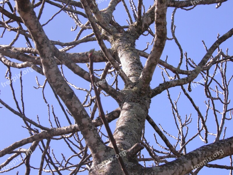 Fig Fig Tree Tree Branches Branch