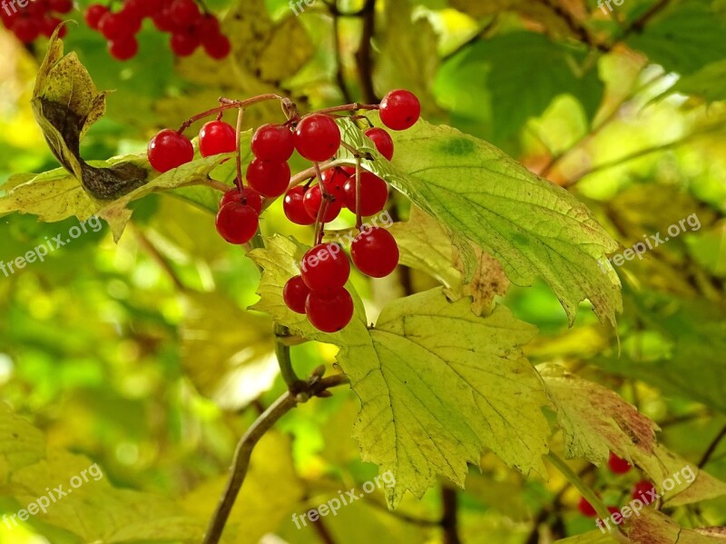 Autumn Leaves Golden Autumn Fall Foliage Forest