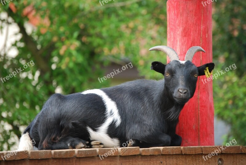 Goat Animal Portrait Zoo Black Goat Free Photos