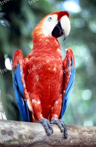 Ara Parrot Bird Colorful Parrots