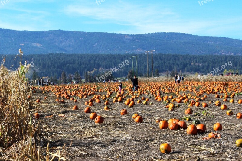 Pumpkins Field Harvest Farm Agriculture