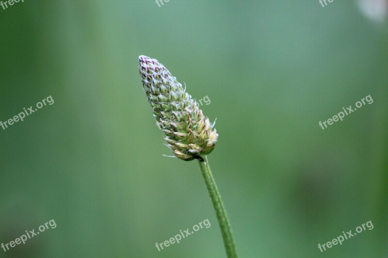 Plant Grass Green Nature Herb