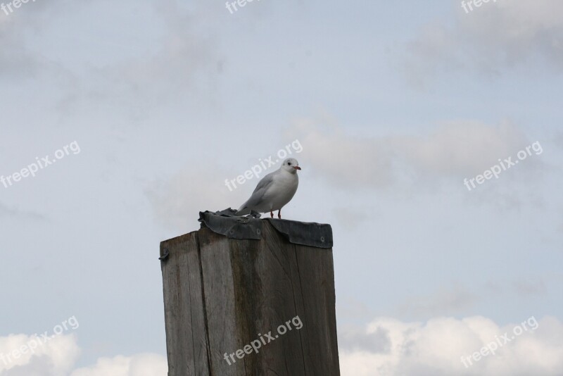 Seagull Coast Sea Sky North Sea