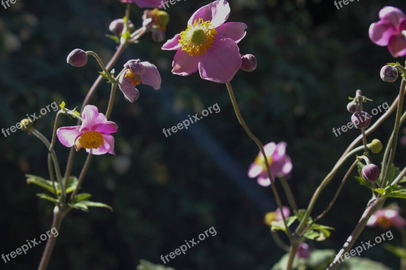 Anemone Flower Garden Bloom Plant