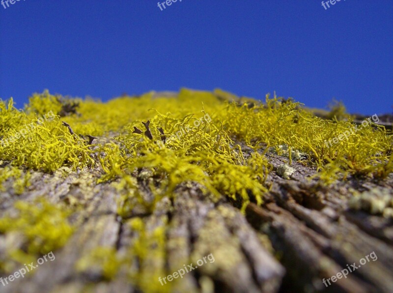 Moss Roof Bemoost Old Hut Barn