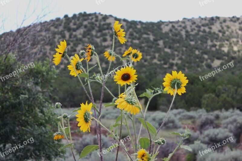 New Mexico Desert Flowers Southwest Desert Wild Sunflowers Desert Brush