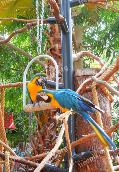 Parrots Aras Blue Free Photos