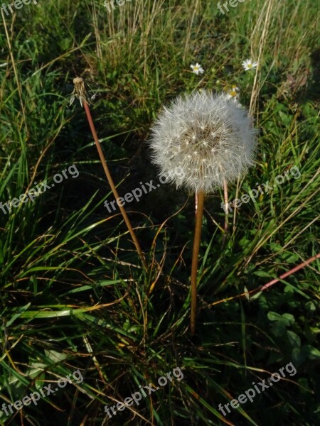 Dandelion Meadow Flower Wildflowers Blossom