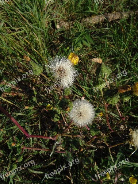 Golden Rod Meadow Flower Pointed Flower Blossom