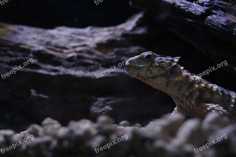 Reptiles Lizard Darkness Free Photos