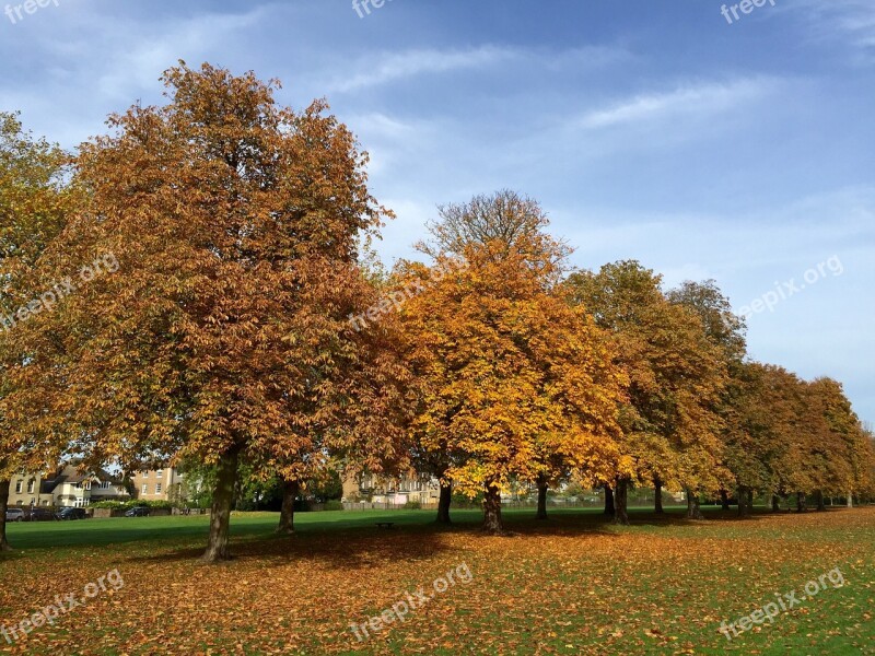 Trees Autumn Windsor Free Photos