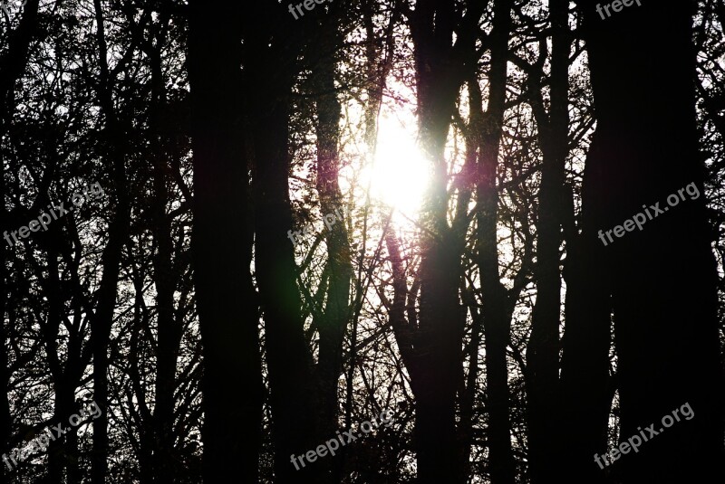 Trees Forest Black And White Evergreen Tree Free Photos