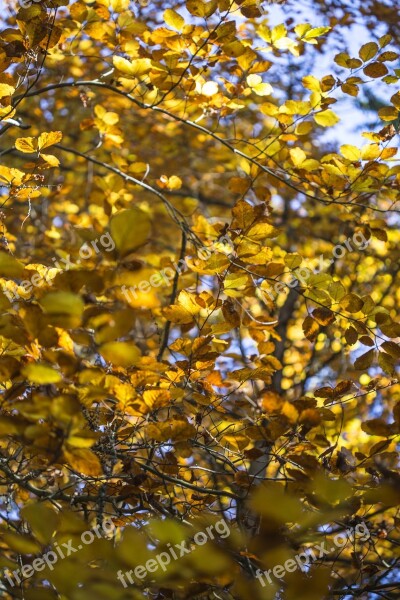 Fall Sun Autumn Nature Leaves