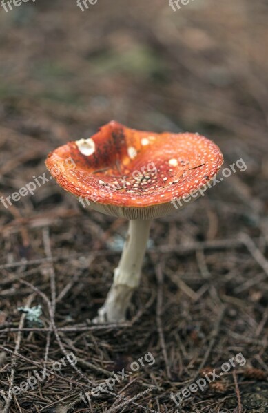 Mushroom Toxic Red Dots Woods