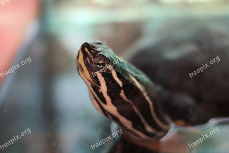 Turtle Water Turtle Reptile Aquarium Head