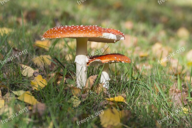 Fly Agaric Meadow Autumn Spotted Close Up