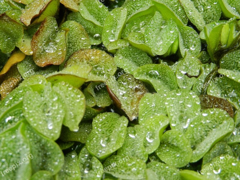 Foliage Leaf A Drop Of Drops Rosa