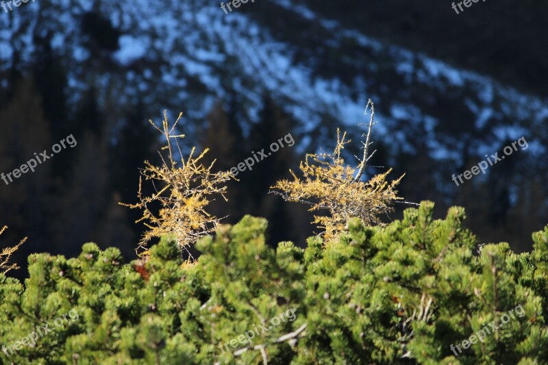 Larch Mountain Pine Autumn Snow Free Photos