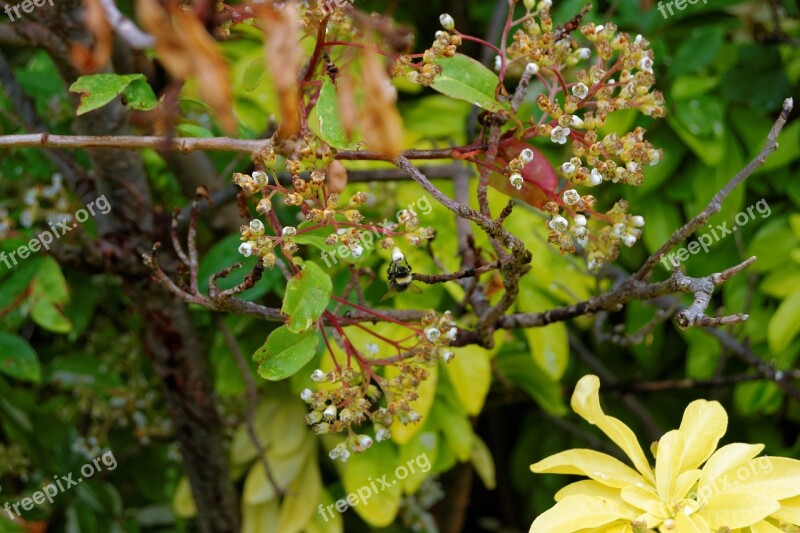 Flowers Branches Leaves Tree Bee