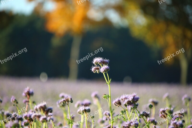 Field Flowers Autumn Phacelia Bee Friend