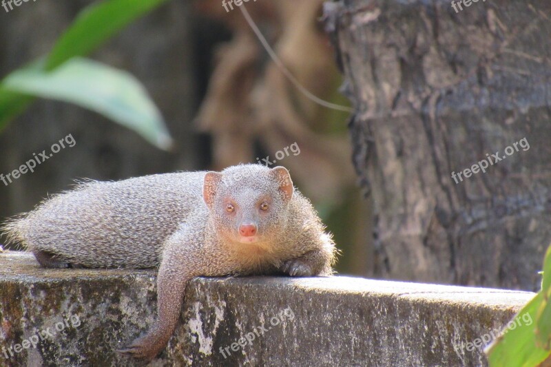 Mongoose Resting Indian Free Photos